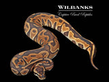 Enchi Cinnamon Leopard Ball Python ♀ '25