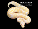 Blackhead Pastel Albino Enchi Ball Python ♂ '25
