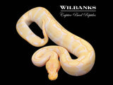 Albino Enchi 100% Het. Clown Ball Python ♀ '25