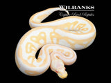 Candino Leopard Cinnamon Ball Python ♀ '25