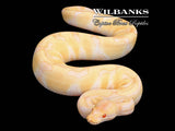 Albino Enchi Ball Python ♂ '25