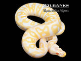 Albino Pastel Leopard Ball Python ♂ '25