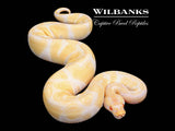 Albino Enchi Ball Python ♂ '25