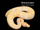 Albino Enchi Ball Python ♂ '25
