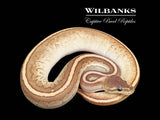 Cinnamon Jigsaw 100% Het. Clown Ball Python ♂ '25