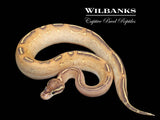 Highway Ball Python ♀ '25