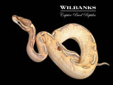 Highway Ball Python ♀ '25