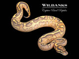 Leopard Highway Ball Python ♂ '25