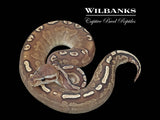 Cinnamon Super Disco GHI Ball Python ♀ '25