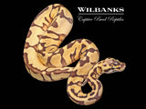 Enchi Pastel Yellow Belly Ball Python ♀ '25