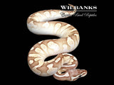 Sugar ButterFly 100% Het. Clown Ball Python ♀ '25