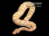 Banana Enchi Gravel Ball Python ♀ '25