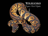 Blackhead Enchi 100% Het. Albino Ball Python ♀ '25