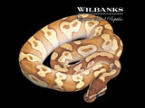 Blackhead Mojave Enchi Ball Python ♂ '25