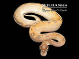 Highway Ball Python ♀ '25