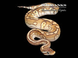 Red Stripe Pastave 100% Het. Clown Ball Python ♂ '25