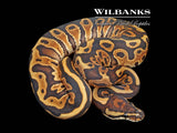 Leopard Special Ball Python ♀ '25