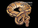 Fire Orange Crush Ball Python ♀ '25