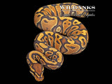 Asphalt Orange Crush Ball Python ♀ '25