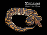 Stranger Leopard 100% Het. Clown Ball Python ♂ '25