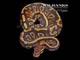 Stranger Yellow Belly or Asphalt Ball Python ♂ '25