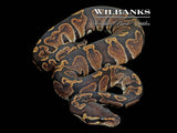 GHI 100% Het. Orange Crush Ball Python ♀ '25