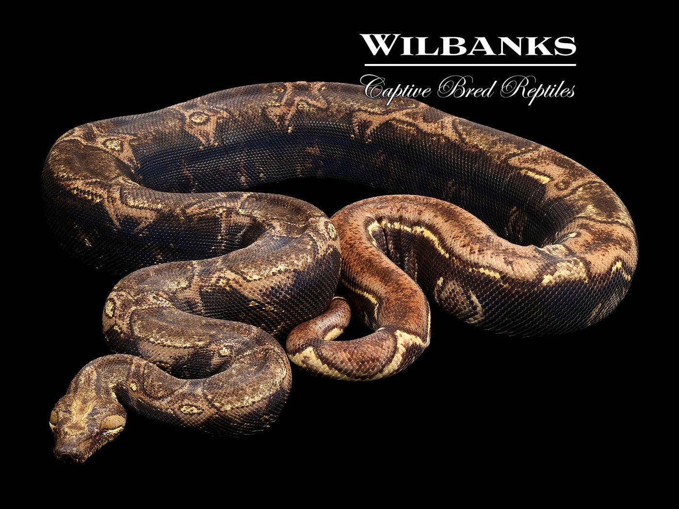 IMG VPI T+ Jungle Boa Constrictor ♂ '21