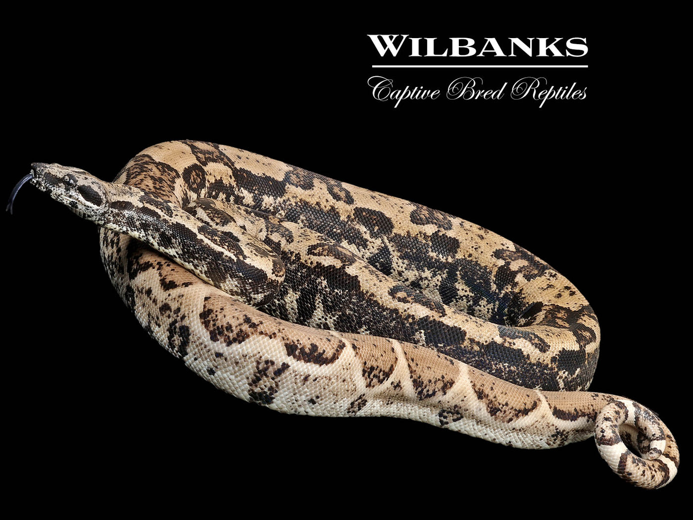 IMG Ghost 66% Het. VPI Boa Constrictor ♂ '21