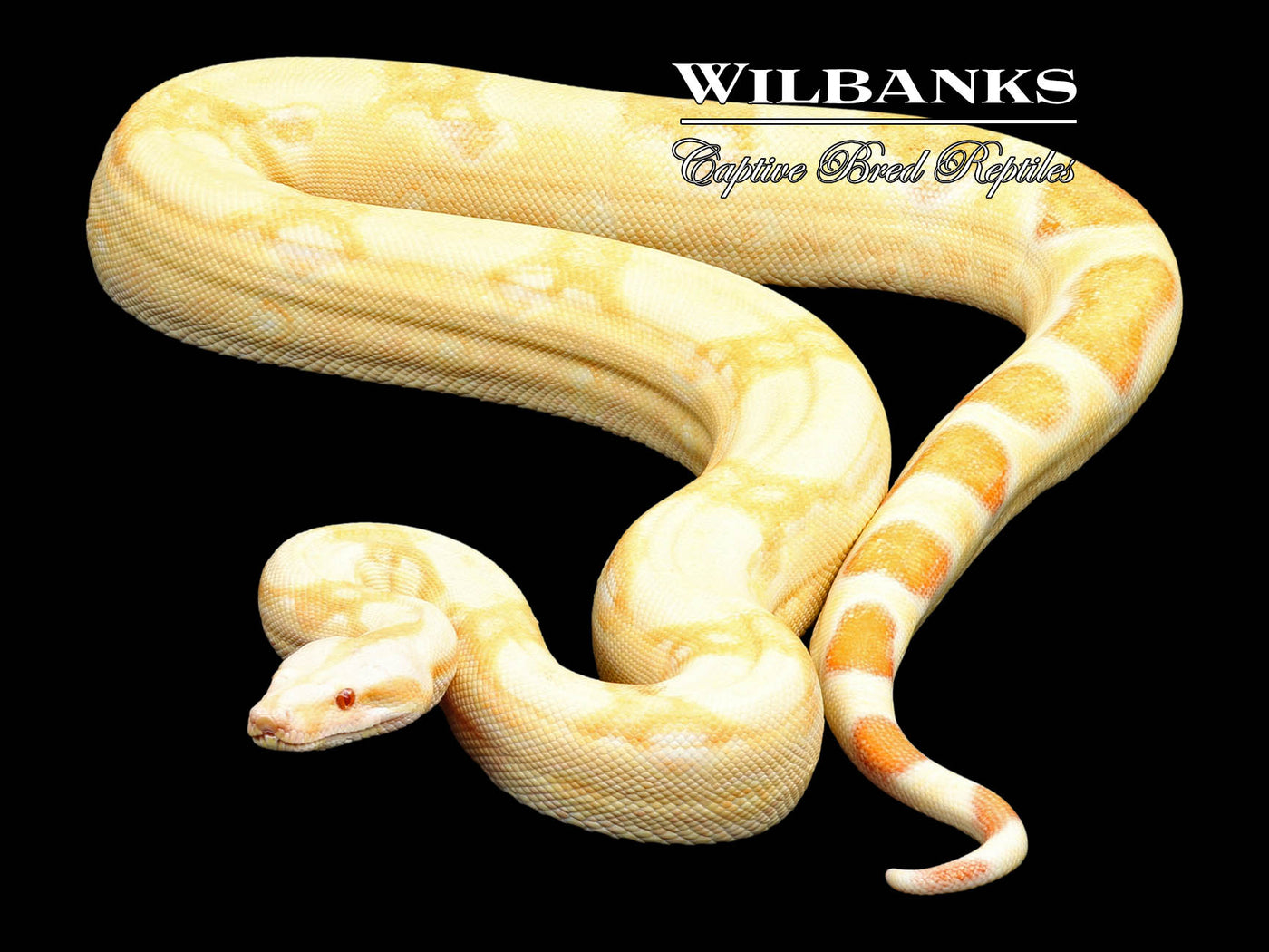 Kahl Albino Pastel Boa Constrictor ♀ '21