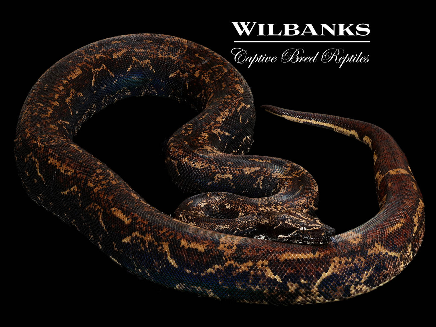 IMG Aztec Hypo 100% Het. Anery Boa Constrictor ♀ '21