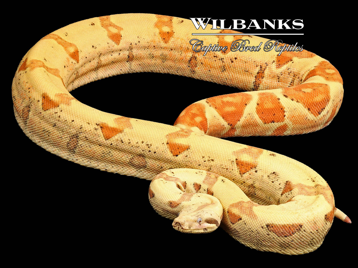 VPI Sunglow Boa Constrictor ♀ '21