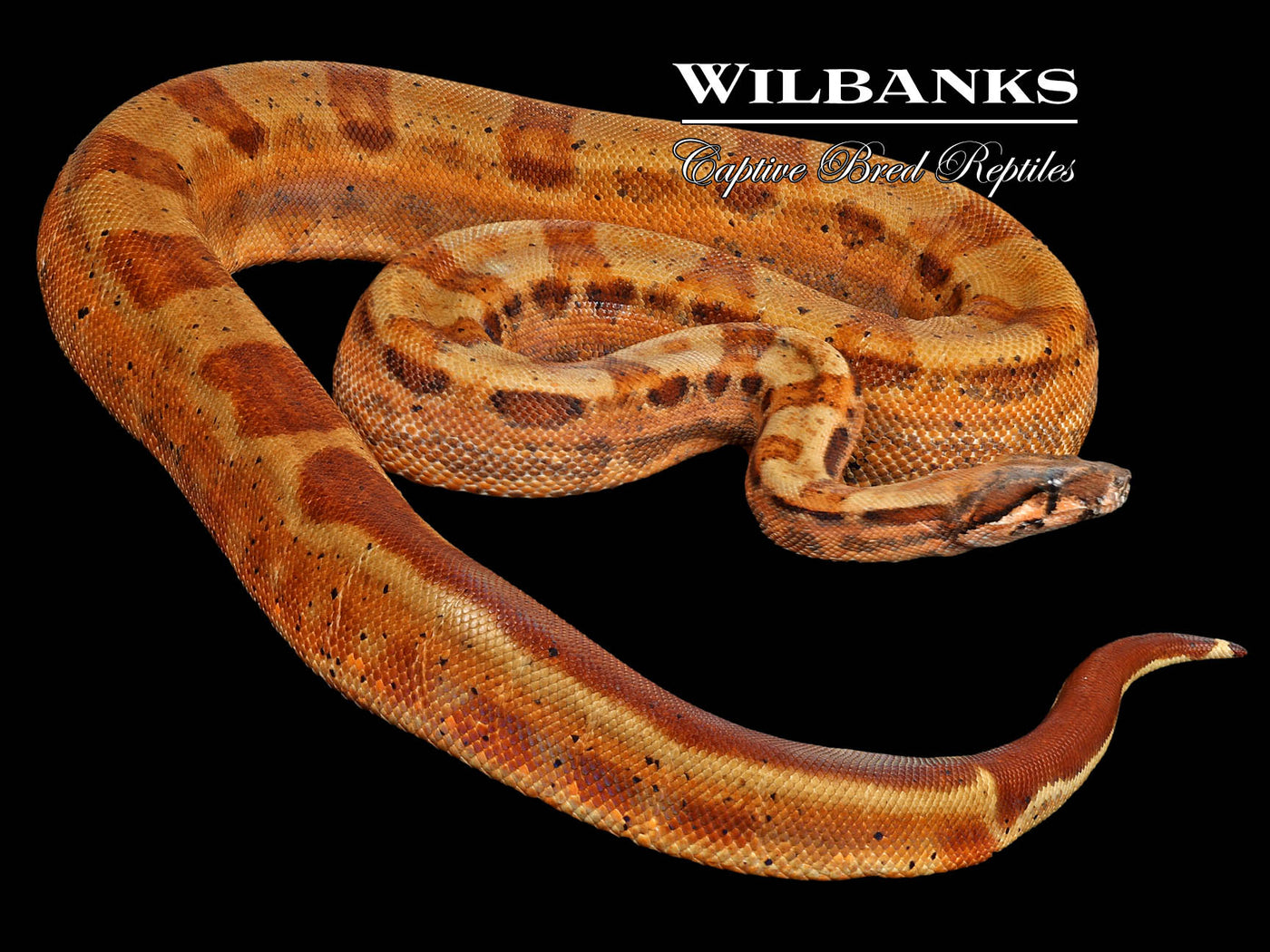 Hypo Motley 66% Het. Blood Boa Constrictor ♀ '21