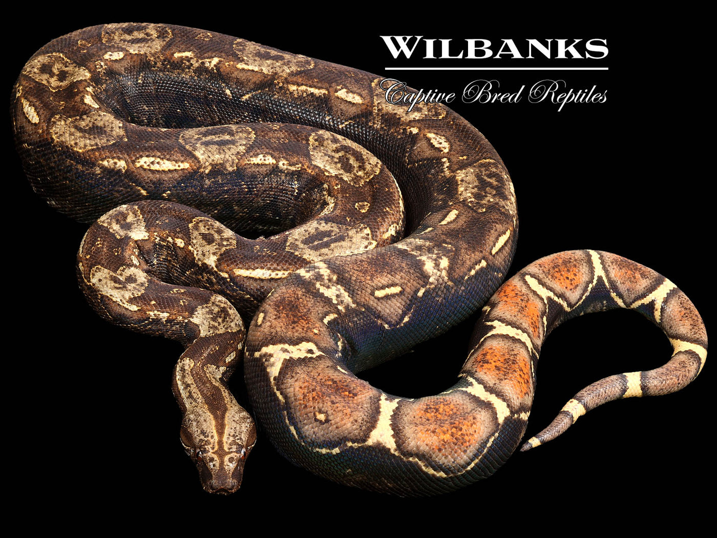 IMG VPI T+ Boa Constrictor ♀ '21