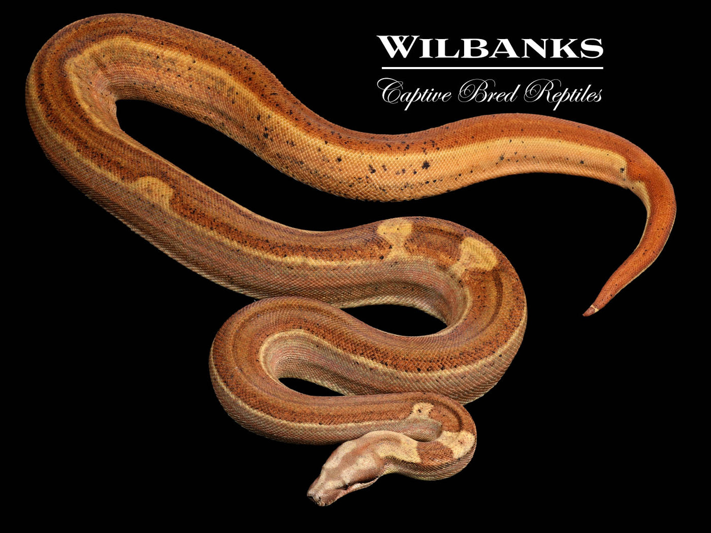 Hypo Motley 50% PH Blood 66% PH Kahl Albino Boa Constrictor ♀ '20