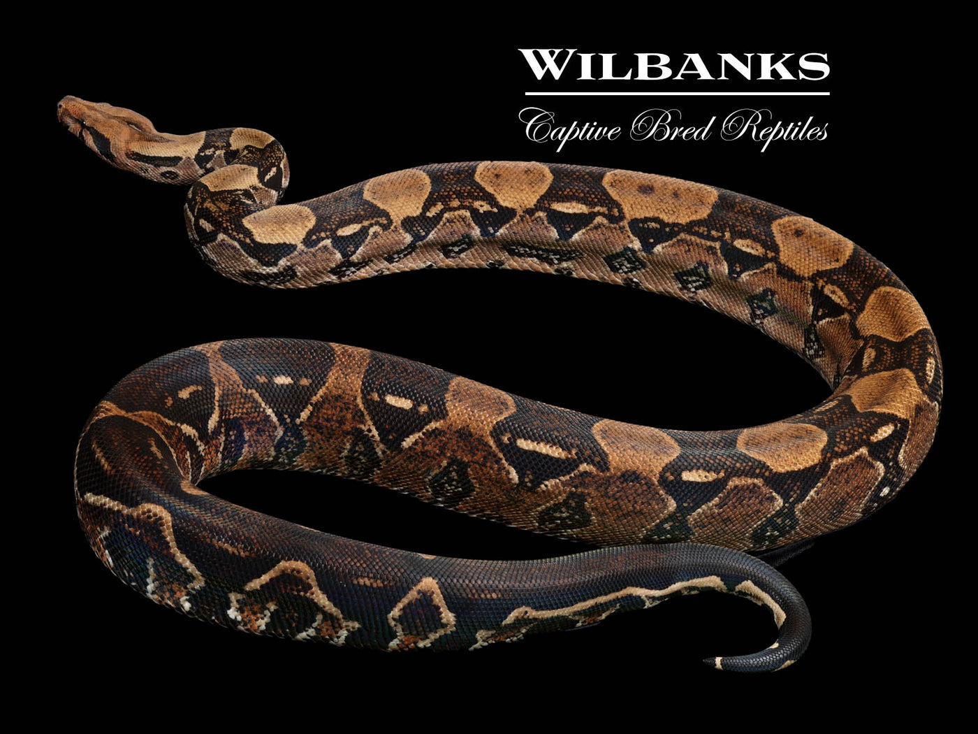 Blood Boa Constrictor ♀ '21