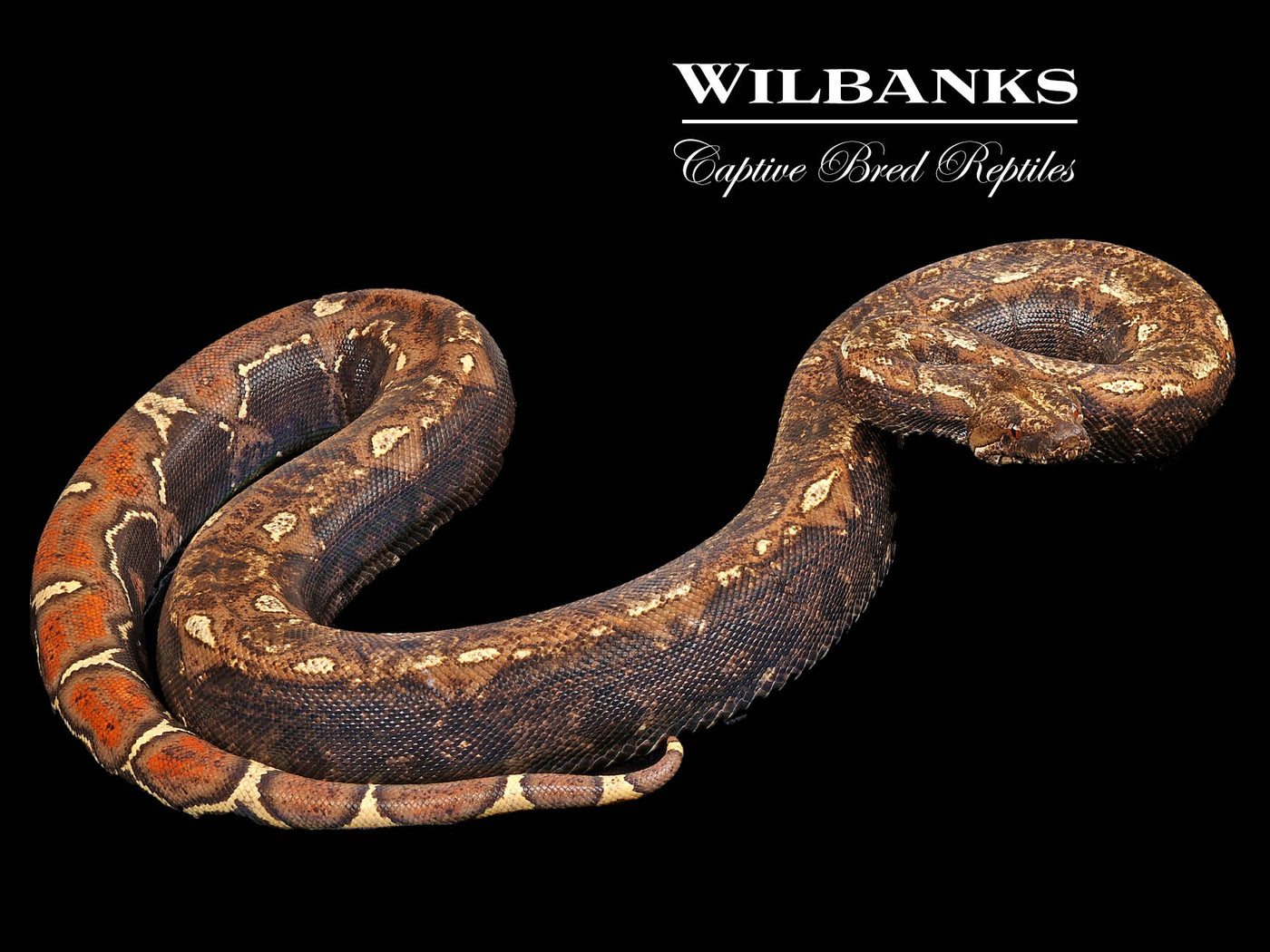 IMG VPI T+ Boa Constrictor ♀ '21