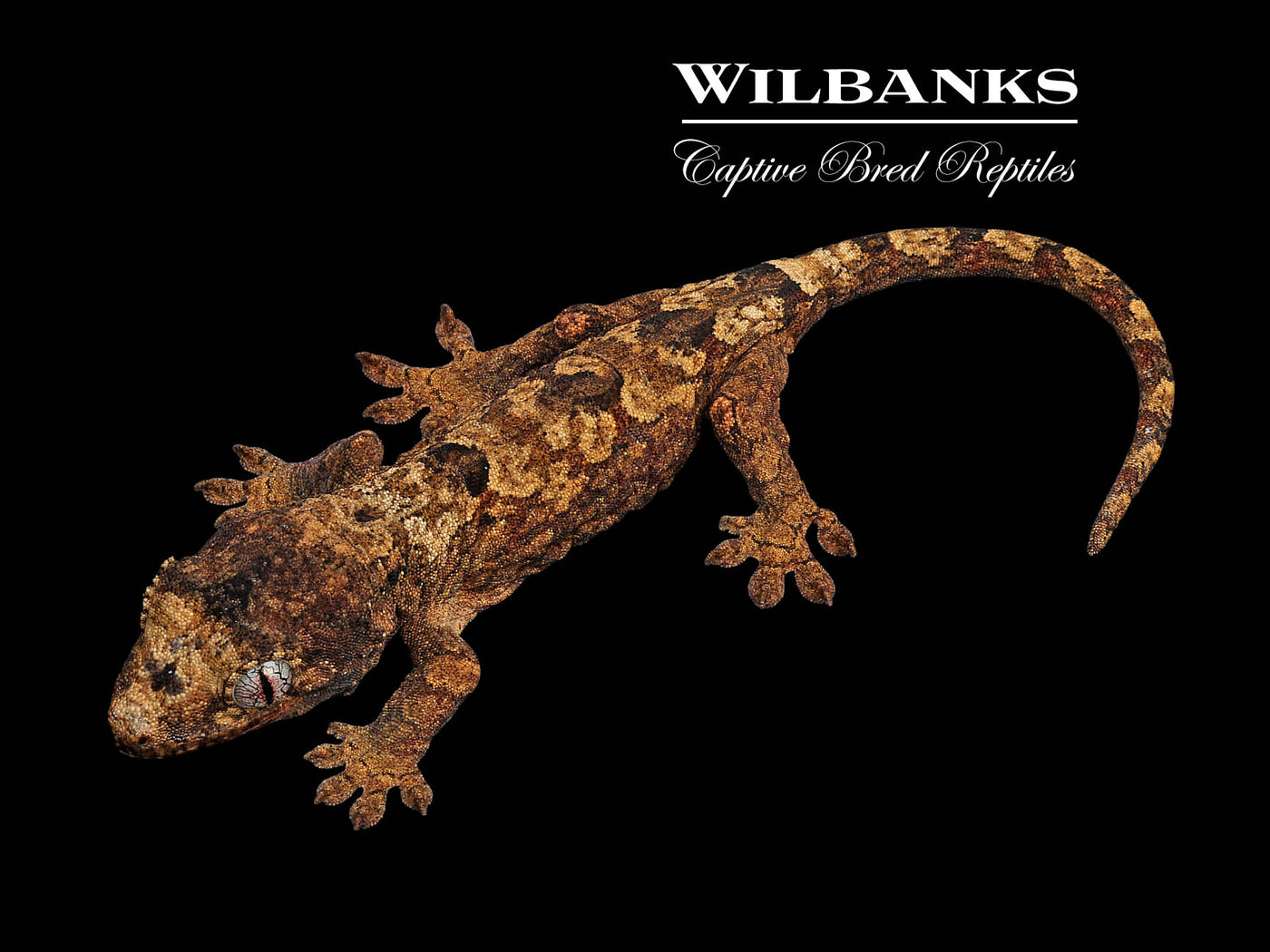 Pine Island Chahoua Gecko '23
