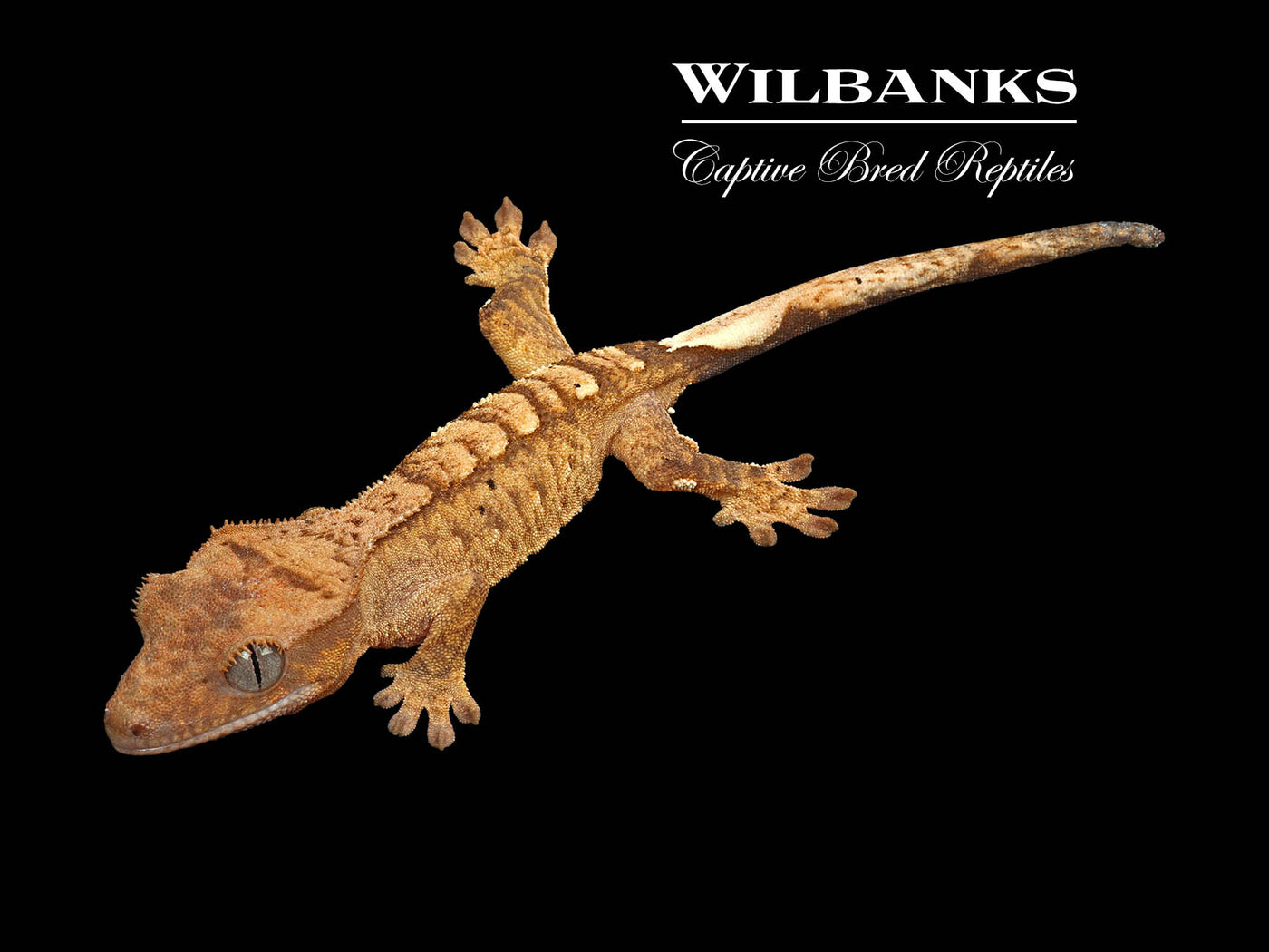 Crested Gecko '24