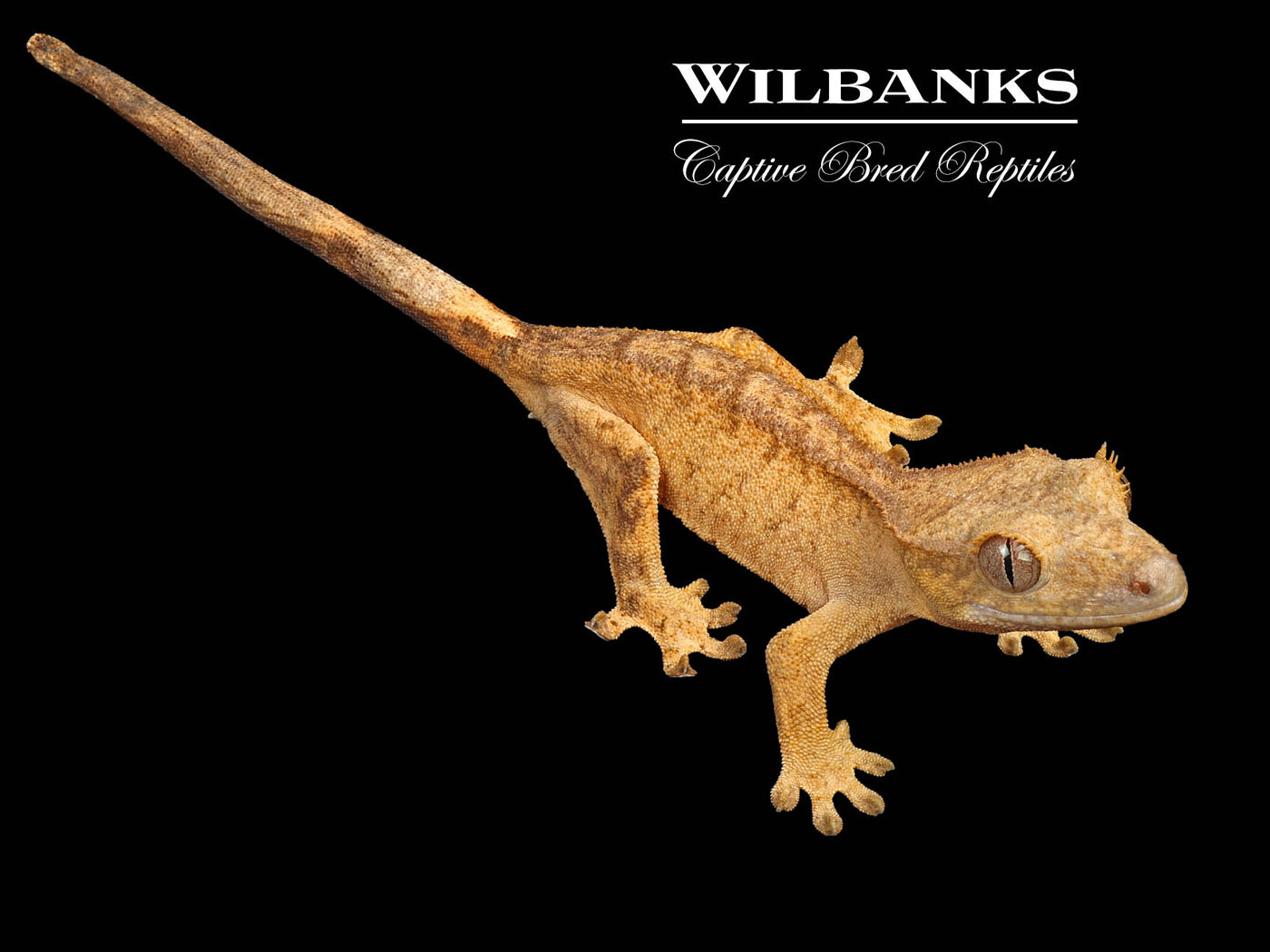 Crested Gecko '24