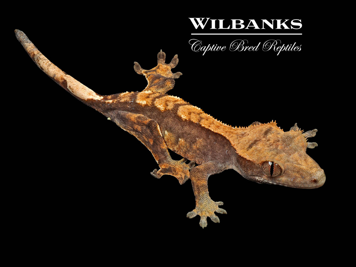 Crested Gecko '24