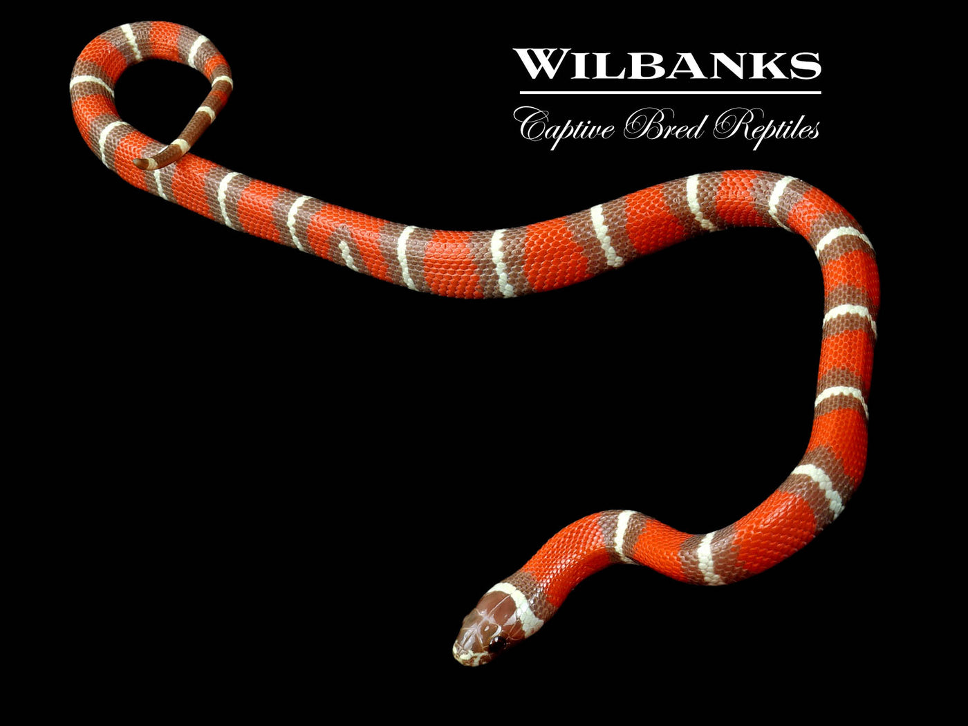 T+ Albino Nelson's Milksnake ♀ '23