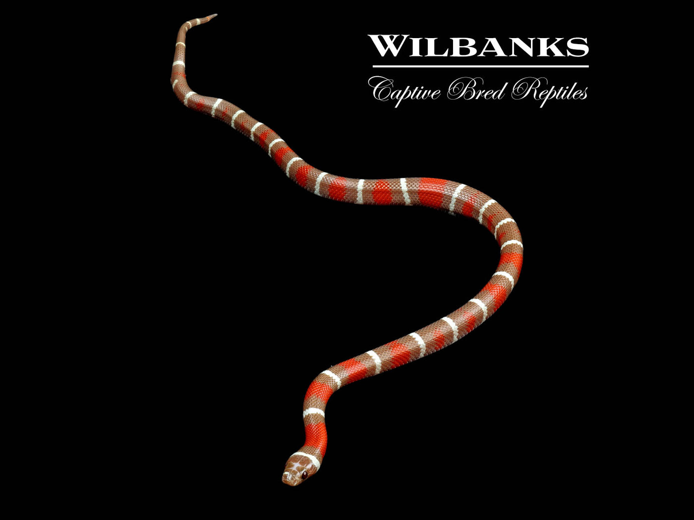 T+ Albino Nelson's Milksnake ♀ '23