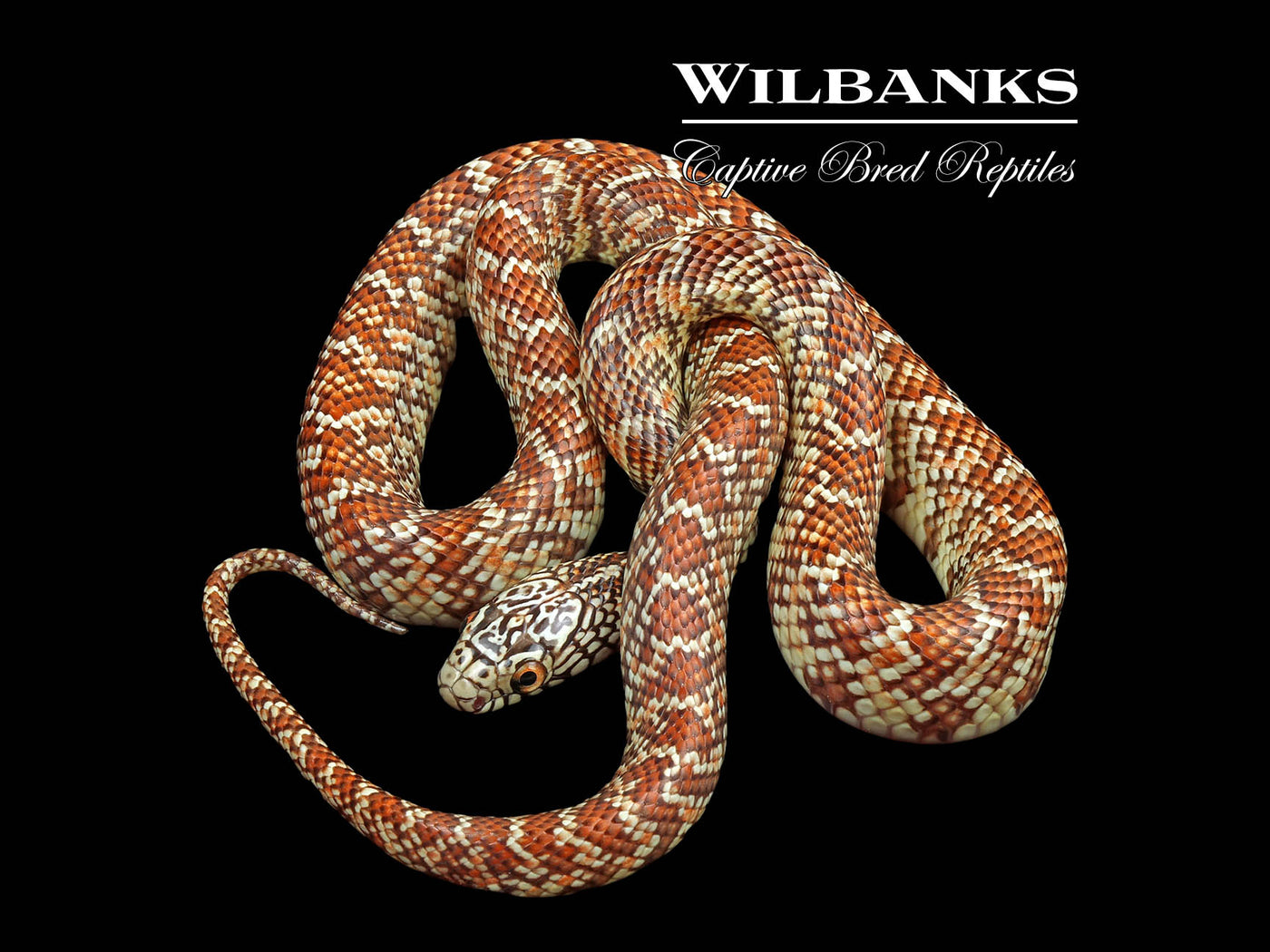 Hypo Brooks Kingsnake ♀ '22