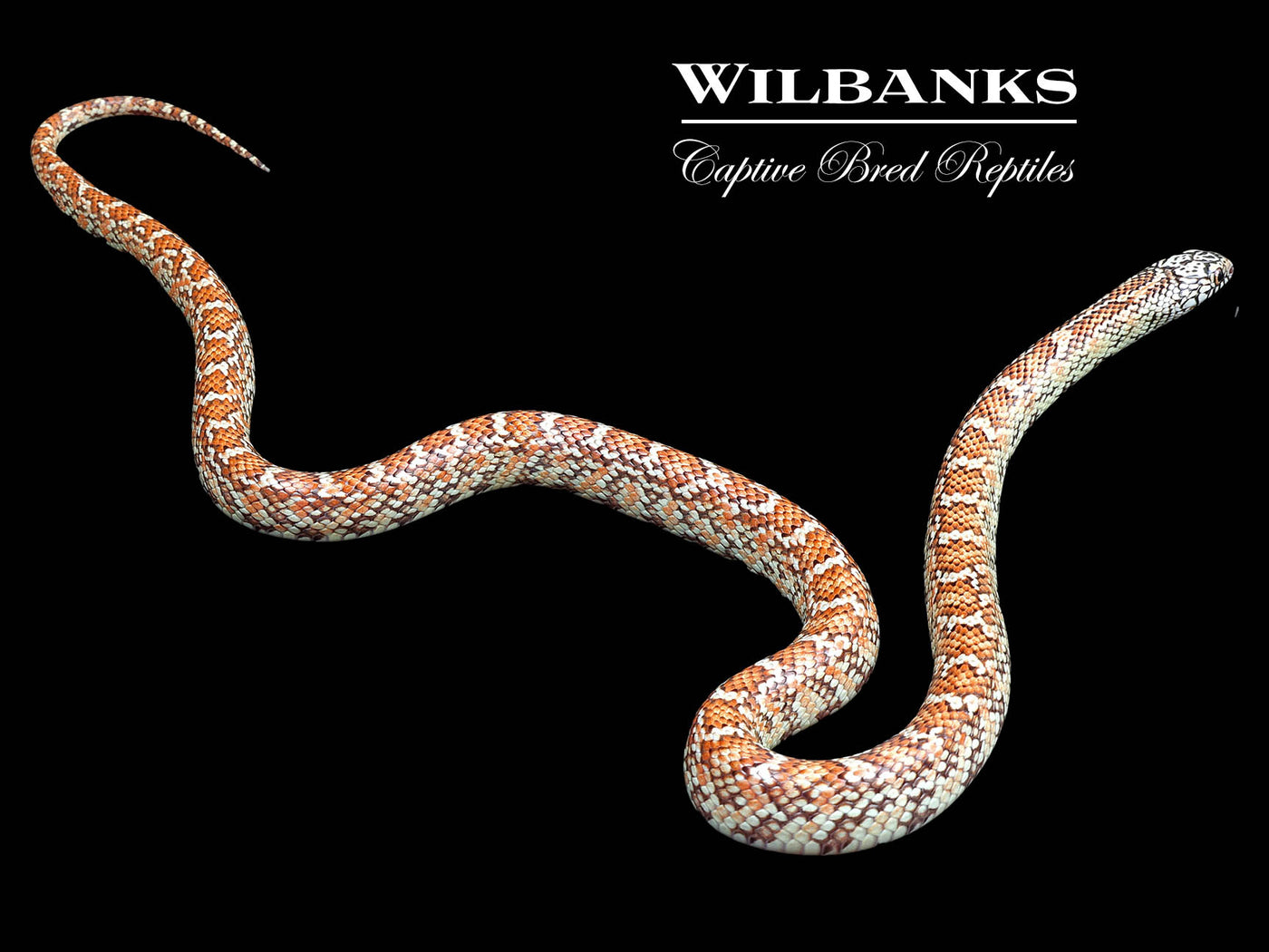 Hypo Brooks Kingsnake ♀ '22