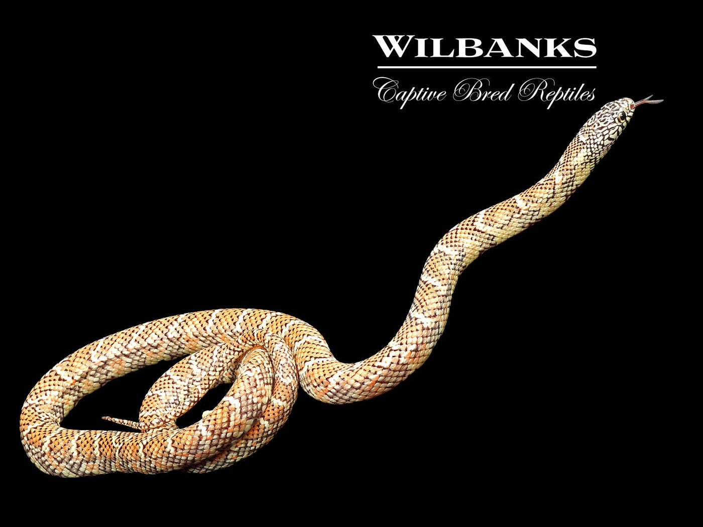 Hypo Brooks Kingsnake ♀ '22