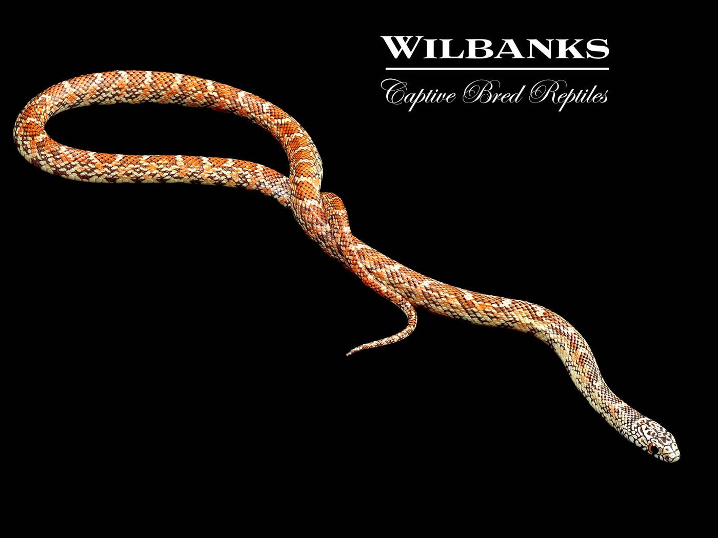 Hypo Brooks Kingsnake ♂ '22