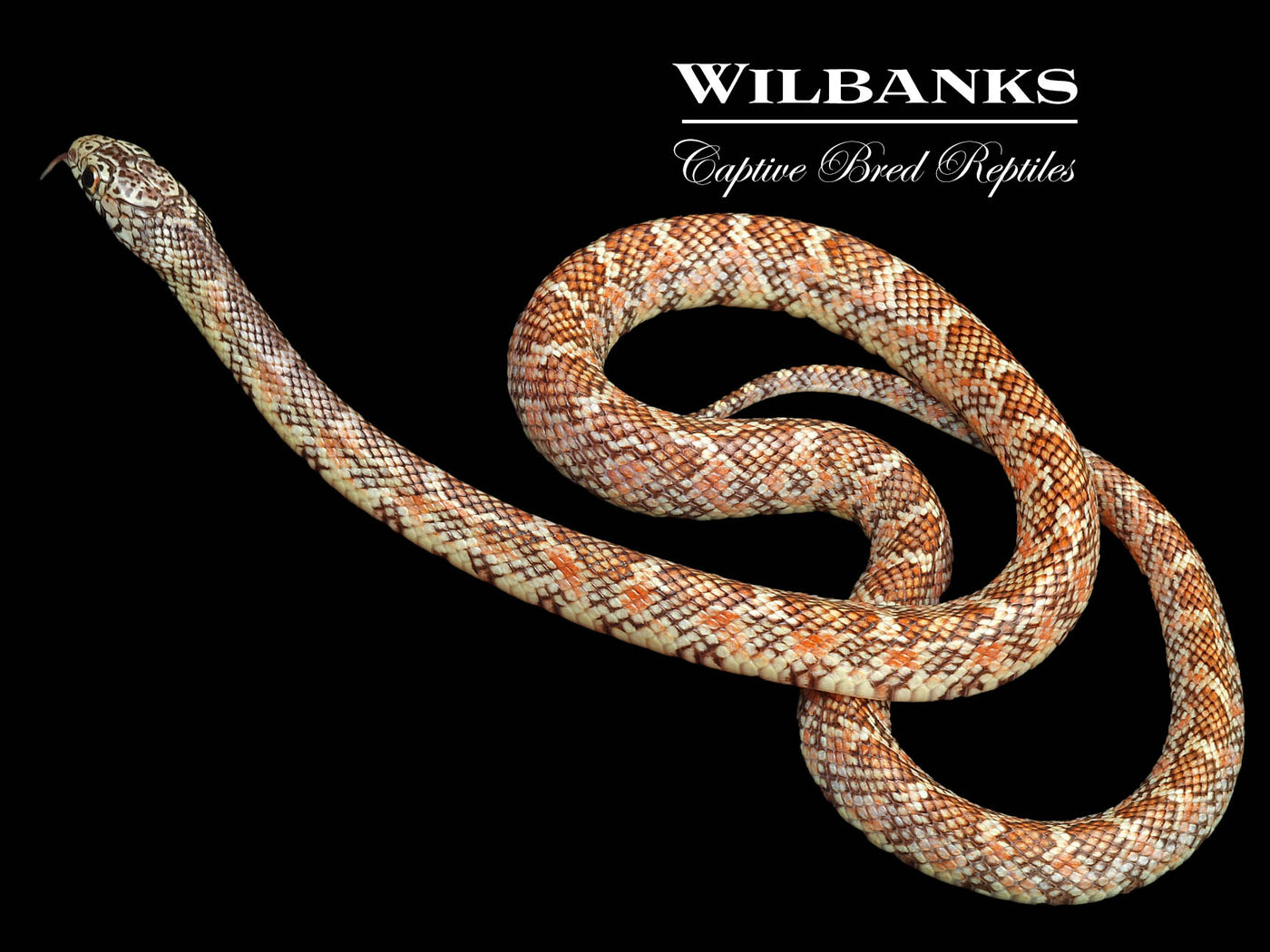 Hypo Brooks Kingsnake ♂ '22