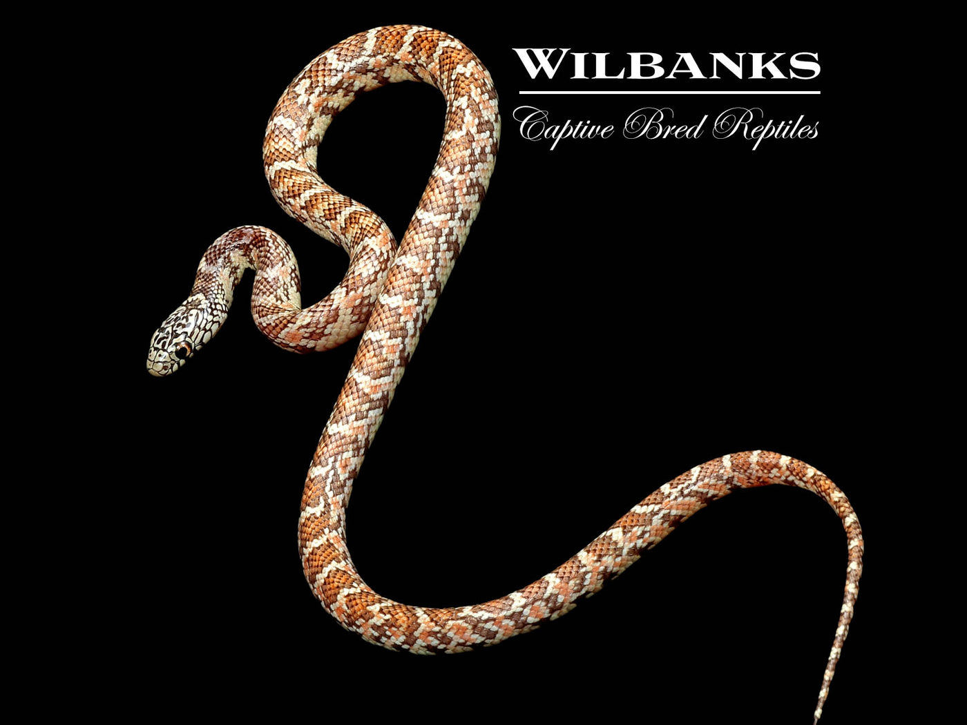 Hypo Brooks Kingsnake ♀ '22