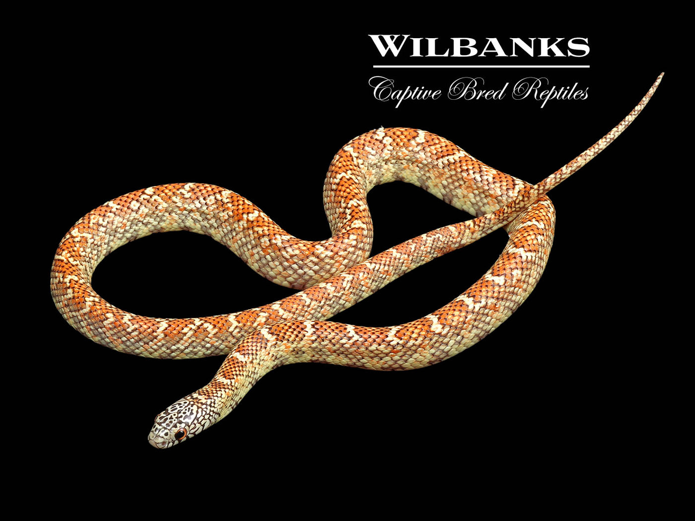 Hypo Brooks Kingsnake ♀ '22