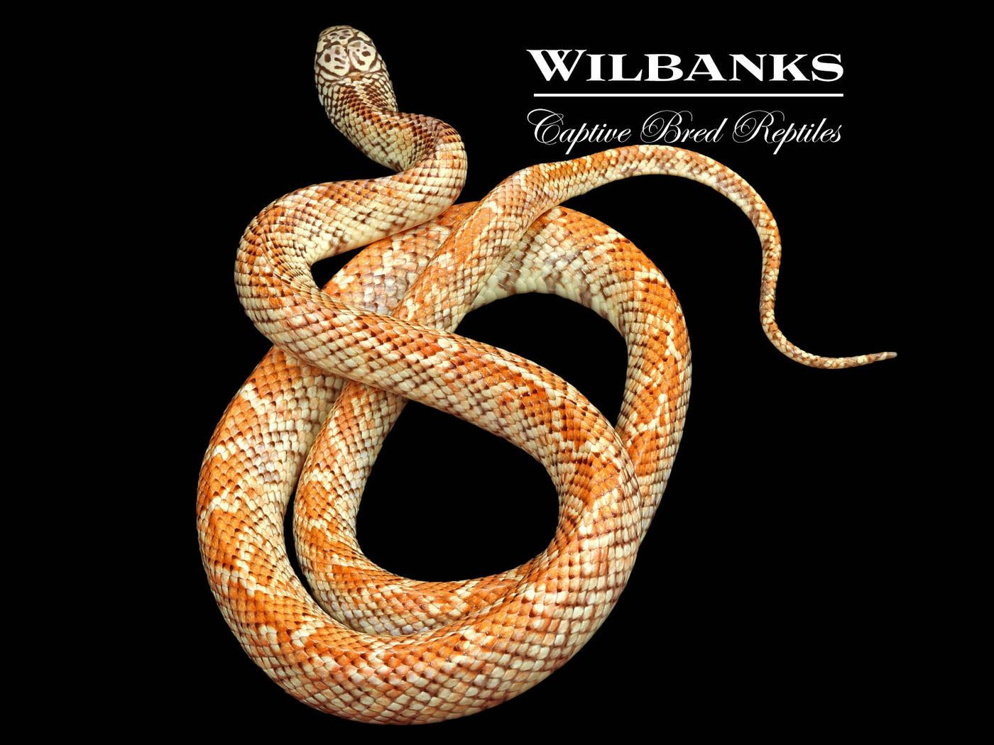 Hypo Brooks Kingsnake ♂ '22